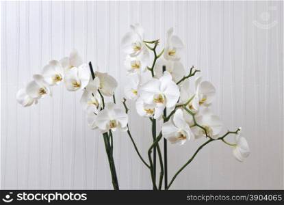branch of white orchid