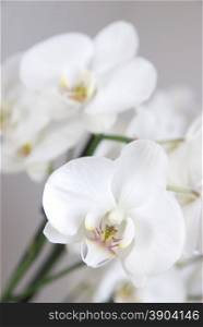 branch of white orchid