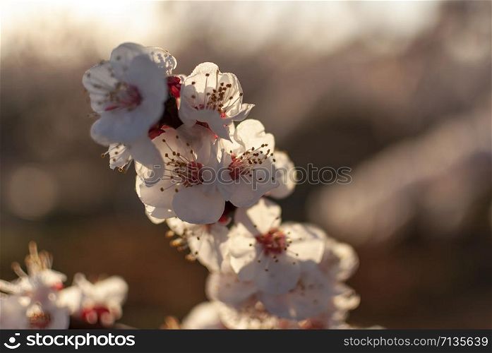 Branch of white peach tree in bloom. White and pink delicate flowers. Pink and fresh tones on a natural background. Aitona. Landscape. Close up
