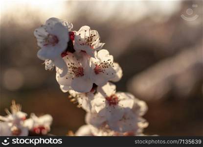 Branch of white peach tree in bloom. White and pink delicate flowers. Pink and fresh tones on a natural background. Aitona. Landscape. Close up