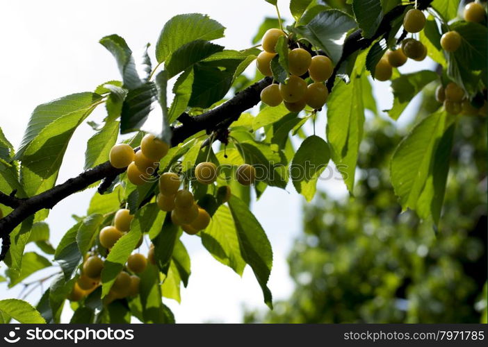 branch of white sweet cherry, bottom view