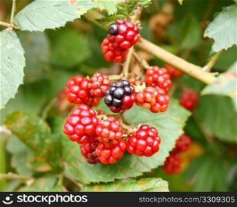Branch of wild blackberry with berries
