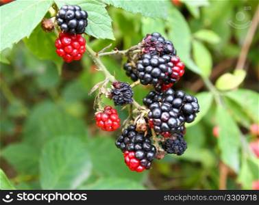 Branch of wild blackberry with berries