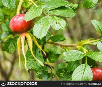branch of wild rose with red fruits on a branch. Ripe rosehip on a branch. Dog-rose red berries