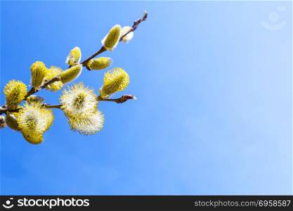 Branch of willow with fluffy bright yellow buds. Branch of willow with fluffy bright yellow buds. Copy space. Early spring blooming trees