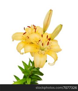 Branch of yellow Lilies flowers close up, isolated on a white background