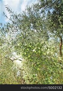 branch olive tree with green olives