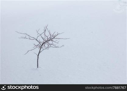 branch on snow covered ice