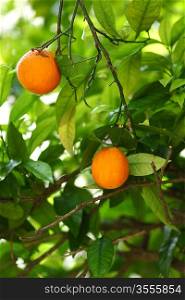 branch orange tree fruits green leaves