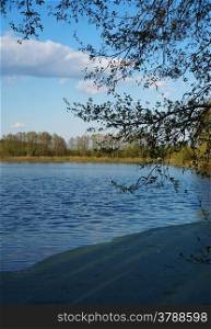 Branch over lake with duckweed