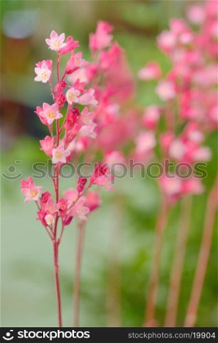 branch pink star flower in spring time