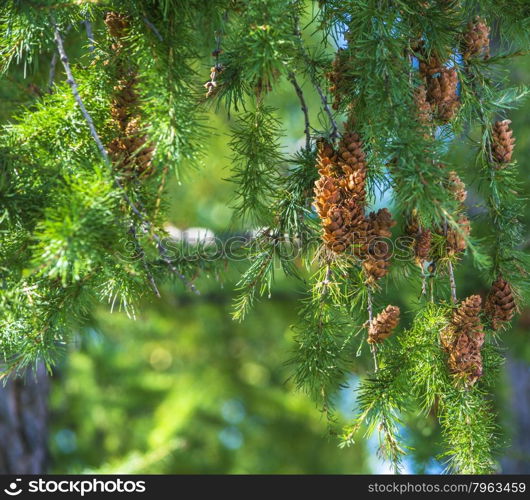 Branch Siberian tree in the Summer