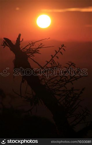 Branch silhouette With sunset