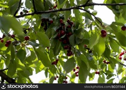 branch with a large number of ripe sweet cherry, a subject fruit and berries