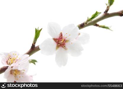 Branch with almond white flowers isolated on white background