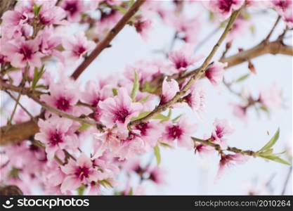 branch with beautiful flowers tree