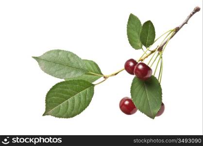 branch with berries cherry isolated on white background