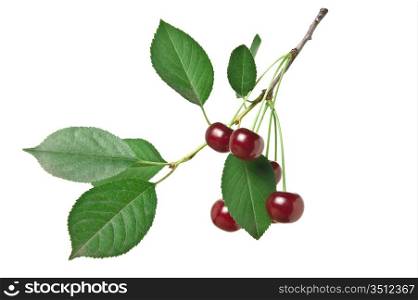 branch with berries cherry isolated on white background
