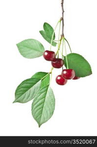 branch with berries cherry isolated on white background