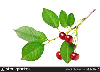 branch with berries cherry isolated on white background