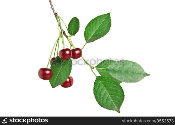 branch with berries cherry isolated on white background