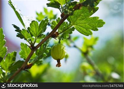 branch with berries, gooseberries with drops