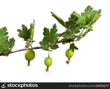 branch with berries isolated on a white background