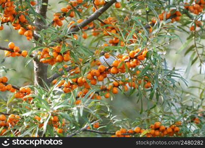 Branch with berries of sea buckthorn and green leaves .. Branch with berries of sea buckthorn and green leaves