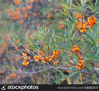 Branch with berries of sea buckthorn and green leaves