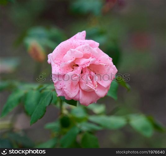 branch with blooming pink rose buds and green leaves, close up