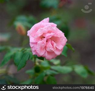 branch with blooming pink rose buds and green leaves, close up