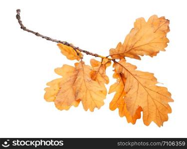 branch with brown oak leaves in autumn isolated on white background