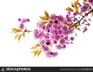 Branch with cherry blossoms. Branch with pink cherry blossom flowers isolated on white background