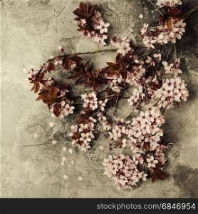 branch with cherry pink blooming flowers on rustic background