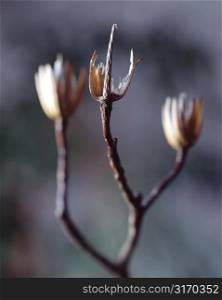 Branch With Dry, Empty Seed Pods
