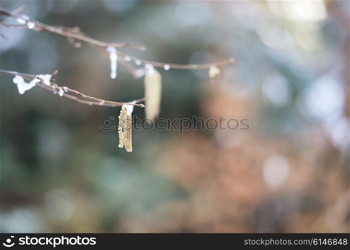 Branch with first spring buds over soft background