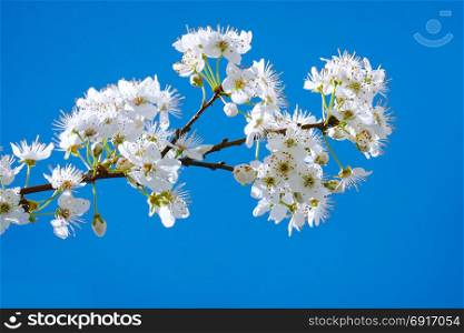 Branch with flowering plum tree on a background of bright blue sky