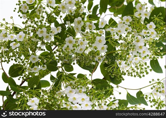 branch with flowers, background