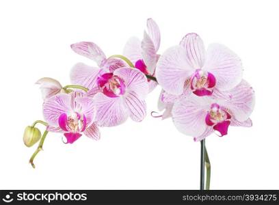 Branch with flowers of white and pink orchid phalaenopsis, isolated on a white background