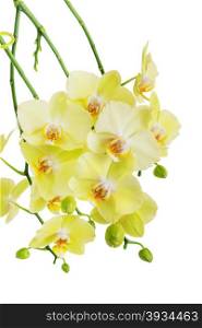 Branch with flowers of yellow and green orchid phalaenopsis, isolated on a white background