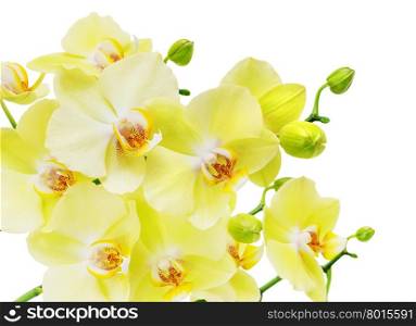 Branch with flowers of yellow and green orchid phalaenopsis, isolated on a white background