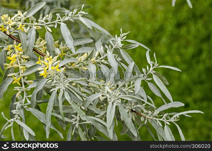Branch with fresh bloom of White willow or Salix alba tree closeup in garden, Sofia, Bulgaria
