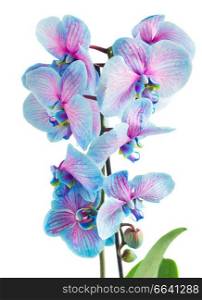 branch with fresh blue orchid flowers  isolated on white background. stem of blue orchids