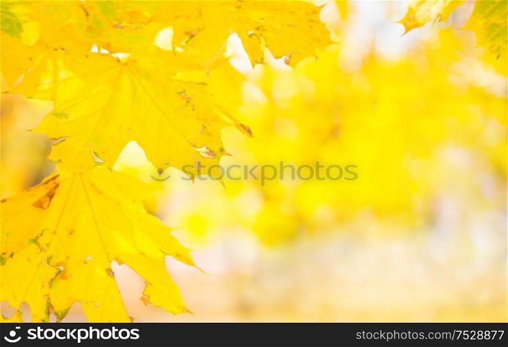 Branch with gold colored maple leaves on yellow autumn park background