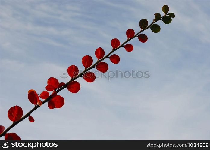 Branch with green and red leaves