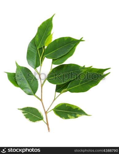 Branch with green leaves isolated on a white background