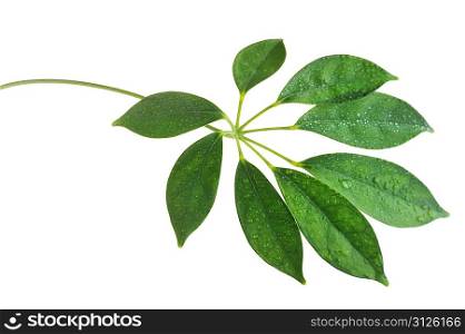 branch with green leaves isolated on white close up