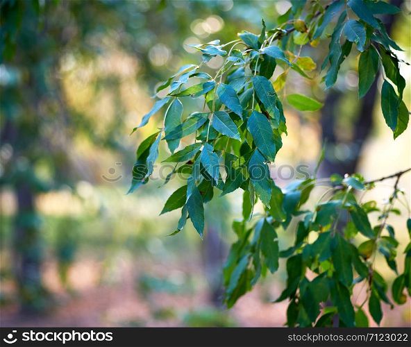 branch with green leaves of ash tree on a summer day, selective focus