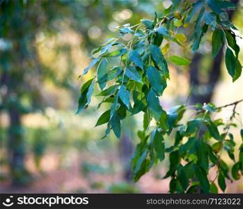 branch with green leaves of ash tree on a summer day, selective focus