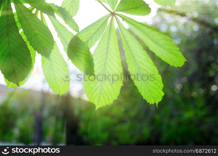 branch with green leaves of chestnut through which the rays of bright sun